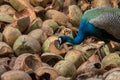 Peacock. Indian wild peacock Royalty Free Stock Photo