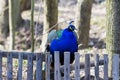 Peacock. Indian wild peacock Pavo cristatus