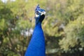 Peacock. Indian wild peacock Pavo cristatus