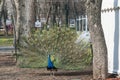 Peacock. Indian wild peacock . Walking peacock with a beautiful tail Royalty Free Stock Photo