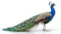 peacock on isolated background with high detailing Royalty Free Stock Photo