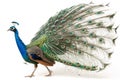 peacock on isolated background with high detailing Royalty Free Stock Photo