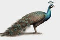 Peacock isolated on white background. 3d render. 3d illustration generative AI animal ai