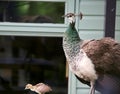 Peacock and its baby Royalty Free Stock Photo