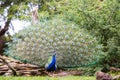 Peacock and its beautiful feathers