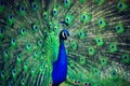 Peacock Royalty Free Stock Photo