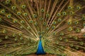 splendid peacock Royalty Free Stock Photo