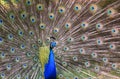 Peacock with its tail feathers fully opened Royalty Free Stock Photo