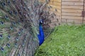 Peacock and its tail