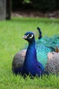 Peacock in Kew Gardens, London Royalty Free Stock Photo