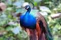 Peacock at KL Bird Park. Royalty Free Stock Photo