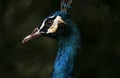 Peacock in Kuala Lumpur Bird Park Royalty Free Stock Photo