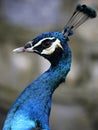 Peacock in Kuala Lumpur Bird Park Royalty Free Stock Photo