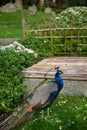 Peacock in Kyoto Garden, a Japanese garden in Holland Park, London, UK Royalty Free Stock Photo