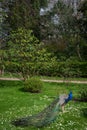 Peacock in Kyoto Garden, a Japanese garden in Holland Park, London, UK Royalty Free Stock Photo