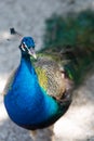 Peacock. large head Royalty Free Stock Photo