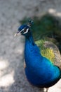 Peacock. large head Royalty Free Stock Photo