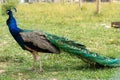 Peacock with large tail in green grass Royalty Free Stock Photo