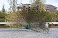 Peacock with a large tail. Royalty Free Stock Photo