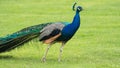 Peacock on a lawn in California