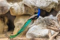 Peacock is living in the cave. Male Indian peafowl or blue peafowl (Pavo cristatus), a large and brightly colored bird, is a spec Royalty Free Stock Photo