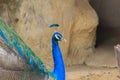 Peacock is living in the cave. Male Indian peafowl or blue peafowl (Pavo cristatus), a large and brightly colored bird, is a spec Royalty Free Stock Photo