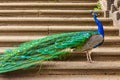 Peacock with a long green tail is standing on the stairs in profile Royalty Free Stock Photo