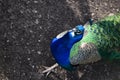 Peacock look on natural landscape background