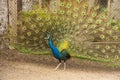 Peacock looking for romance Royalty Free Stock Photo