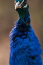 Peacock looking straight forward. Royalty Free Stock Photo