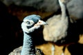 A peacock looks curious as he waits to be fed at the park on a summer`s day. Royalty Free Stock Photo