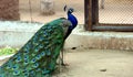 Peacock Royalty Free Stock Photo