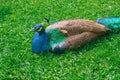 Peacock lying on green grass Royalty Free Stock Photo