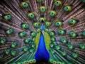 Peacock Made With Generative AI illustration