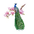 Peacock with magnolia flowers. Watercolor illustration. Hand drawn peacock with floral decor. Beautiful exotic bird with Royalty Free Stock Photo