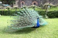 The peacock makes the wheel to be admired in a Genoese villa.