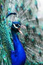 Peacock male