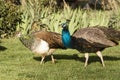 Peacock Male Bird Courting His Peahen Female Mate Wild Animals Royalty Free Stock Photo