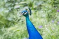 Peacock male in the field (Indian peafowl, blue peafowl or Pavo cristatus) Royalty Free Stock Photo