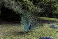 Peacock male on the lawn 3