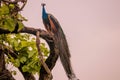 Peacock male peafowl at the tiger reserve area at bandipur karnataka india Royalty Free Stock Photo