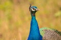 Peacock male peafowl at the tiger reserve area at bandipur karnataka india Royalty Free Stock Photo