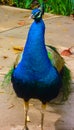 Peacock Royalty Free Stock Photo
