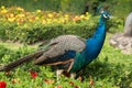 Peacock Royalty Free Stock Photo