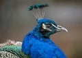 Peacock male`s head 1