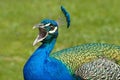 Peacock, male screaming in nature
