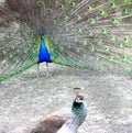 Peacock male seduces a peacock of a female Royalty Free Stock Photo