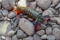 Peacock Mantis Shrimp on a black lava stones and sand in Bali island. A brightly colored Odontodactylus scyllarus.