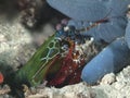 Peacock mantis shrimp Royalty Free Stock Photo