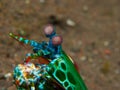 Peacock mantis shrimp Royalty Free Stock Photo